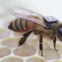 Honey bees with ‘backpacks’